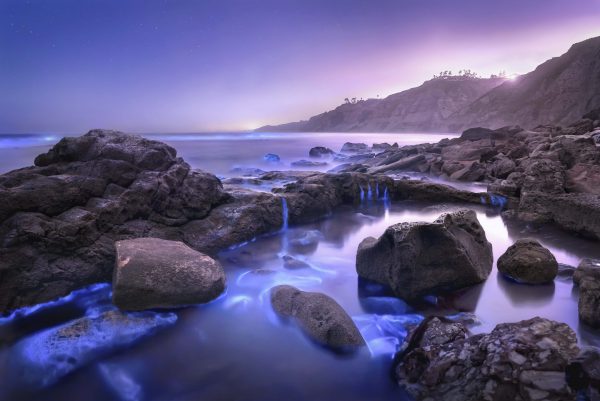 Bioluminescence Tide Pools