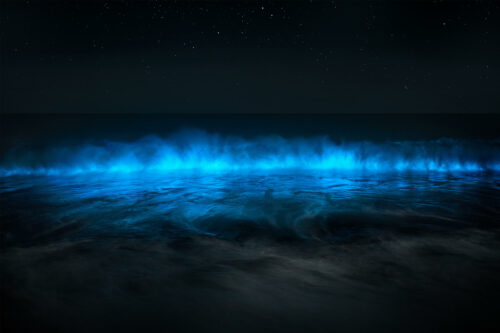 The Wave