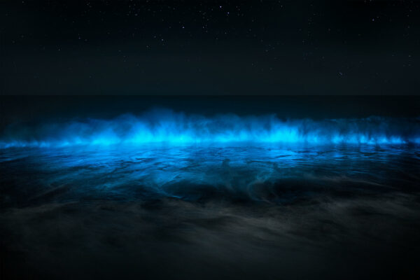 The Wave