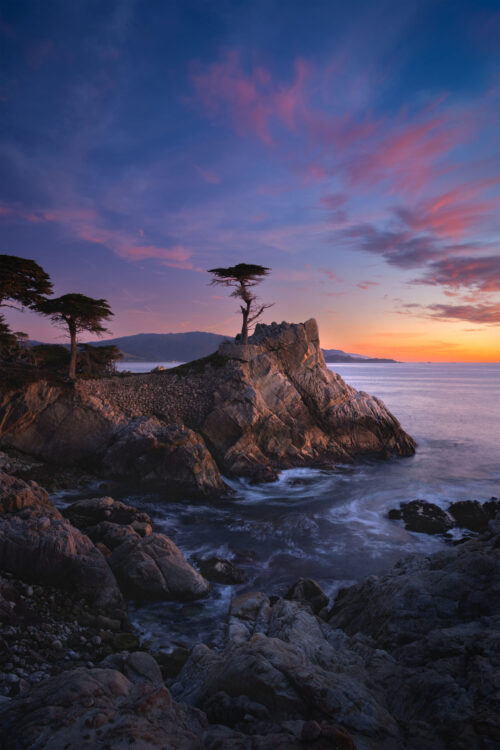 Lone Cypress